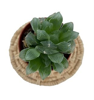 Haworthia Cooperi var. Truncata Sukulent