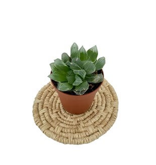 Haworthia Cooperi var. Truncata Sukulent