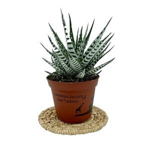 Haworthia Fasciata Albino (Yılan Derisi)