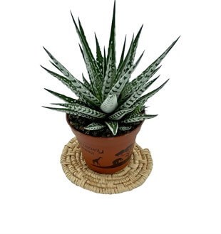 Haworthia Fasciata Albino (Yılan Derisi)