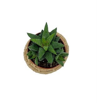 Haworthia Fasciata Hybrid