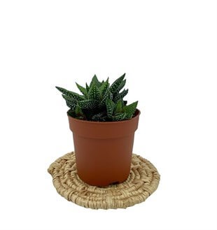 Haworthia Fasciata Hybrid