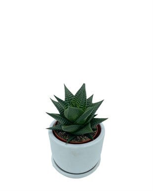 Haworthiopsis Limifolia Çap 8.5