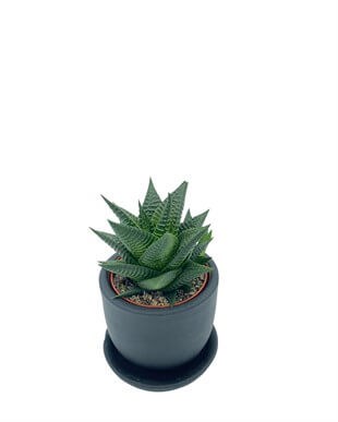 Haworthiopsis Limifolia Çap 8.5