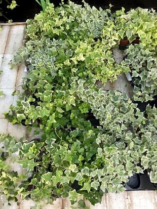 Hedera İngiliz Duvar Sarmaşığı-Kolay Bakımlı Tırmanıcı Bitki