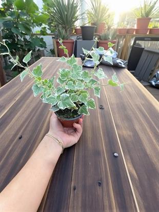 Hedera İngiliz Duvar Sarmaşığı-Kolay Bakımlı Tırmanıcı Bitki