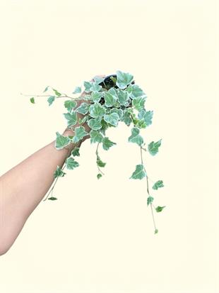 Hedera İngiliz Duvar Sarmaşığı-Kolay Bakımlı Tırmanıcı Bitki