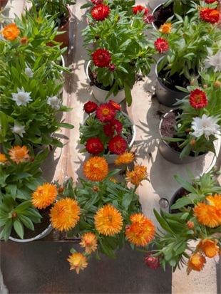 Helichrysum Kağıt Çiçeği : Canlı Renkleriyle Solmayan Güzellik (2li Avantaj Seti) 🌼