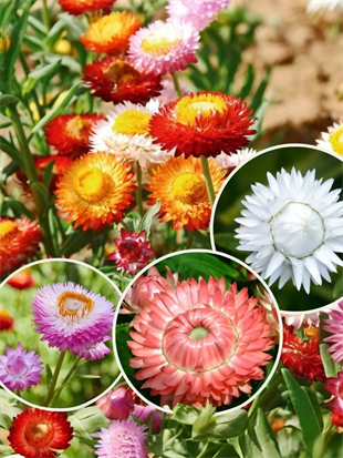 Helichrysum Kağıt Çiçeği : Canlı Renkleriyle Solmayan Güzellik (2li Avantaj Seti) 🌼