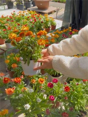 Helichrysum Kağıt Çiçeği : Canlı Renkleriyle Solmayan Güzellik (2li Avantaj Seti) 🌼