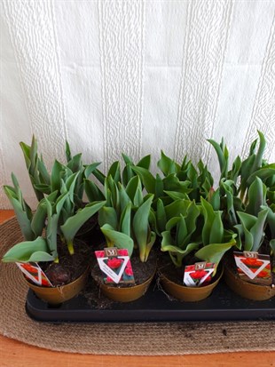 Hollanda Gold Saksıda Kırmızı Lale Çiçeği Kırmızı - Turuncu - Pembe