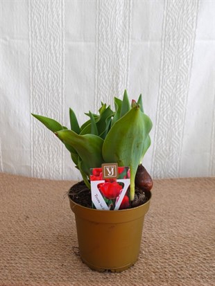 Hollanda Gold Saksıda Kırmızı Lale Çiçeği Kırmızı - Turuncu - Pembe