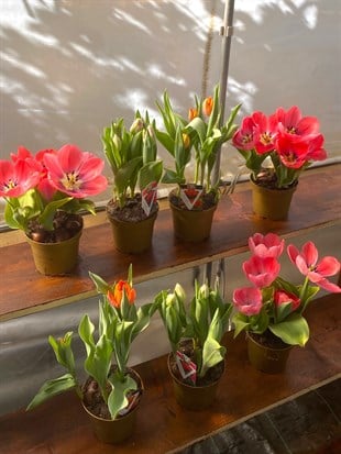 Hollanda Gold Saksıda Kırmızı Lale Çiçeği Kırmızı - Turuncu - Pembe