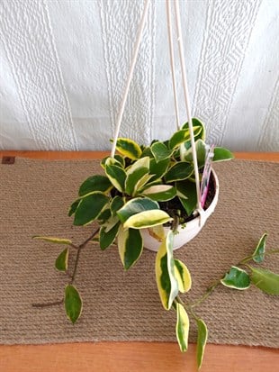Hoya Carnosa Krimson Queen Pembe Mum Çiçeği