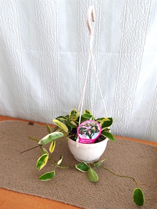 Hoya Carnosa Krimson Queen Pembe Mum Çiçeği