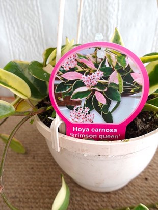 Hoya Carnosa Krimson Queen Pembe Mum Çiçeği