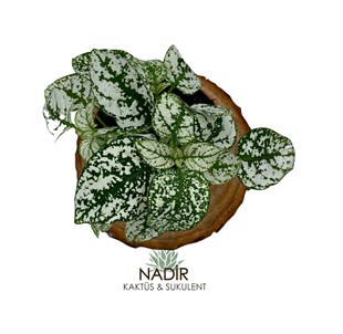 Hypoestes Phyllostachya (Fittonia) Beyaz 