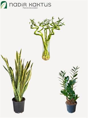 Işık İstemeyen Dayanıklı Bitkiler Seti – Kılıç Çiçeği 80Cm - Zamia 60 Cm ve 3Lü Şans Bambusu 50-60 Cm