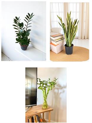 Işık İstemeyen Dayanıklı Bitkiler Seti – Kılıç Çiçeği 80Cm, Zamia 60 Cm ve 3Lü Şans Bambusu 80-100 Cm