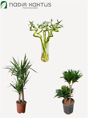 Işık İstemeyen ( Loş Ortam ) Kampanyalı Bitki Seti - 2li Compacta - 2 Gövdeli Yuka - 3 Adet Şans Bambusu