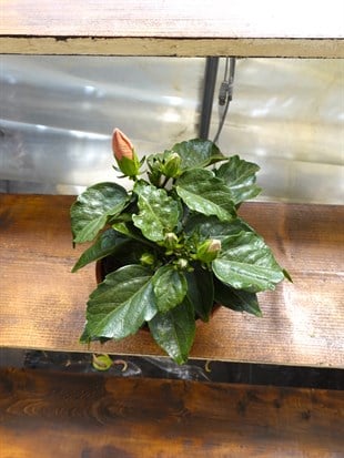 İthal Katmerli Japon Gülü (Hibiscus) Çiçeği