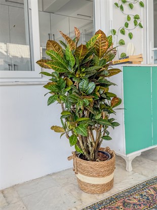 İthal Kraton (Croton Petra) Bitkisi XL 150 Cm 
