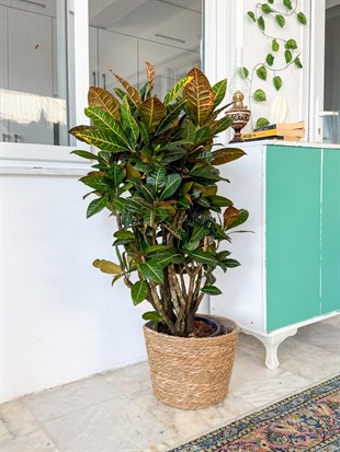 İthal Kraton (Croton Petra) Bitkisi XL 150 Cm 