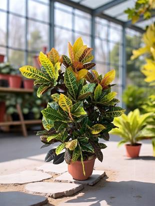 İthal Kraton (Croton Petra) Bitkisi XL 150 Cm 