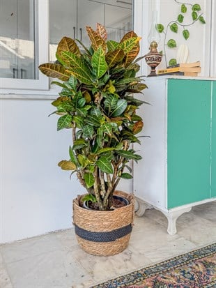 İthal Kraton (Croton Petra) Bitkisi XL 150 Cm 