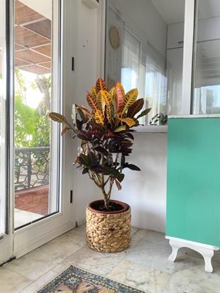 İthal Kraton (Croton Petra) Bitkisi XL 150 Cm 