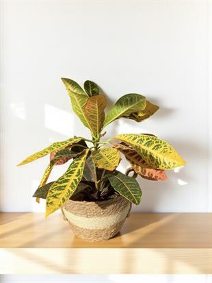 İthal Kraton (Croton Petra) Bitkisi