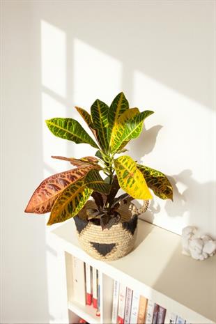 İthal Kraton (Croton Petra) Bitkisi