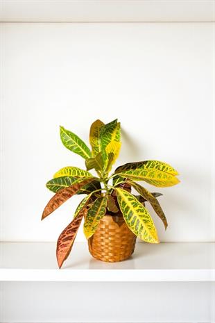 İthal Kraton (Croton Petra) Bitkisi