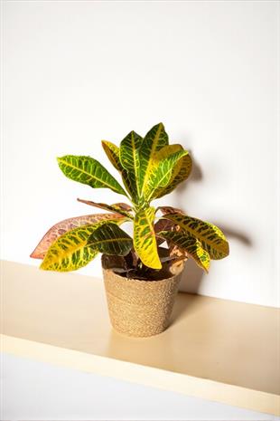 İthal Kraton (Croton Petra) Bitkisi