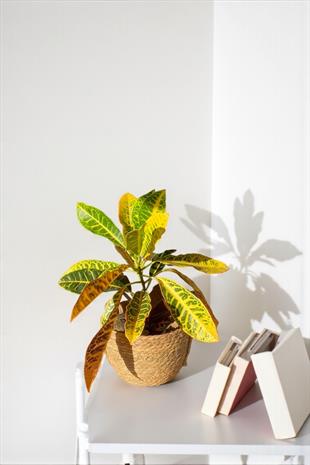 İthal Kraton (Croton Petra) Bitkisi