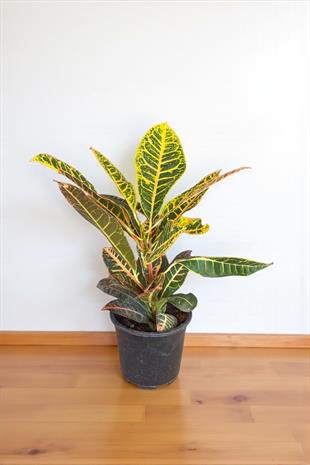 İthal Kraton (Croton Petra) Bitkisi