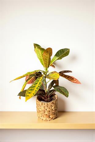 İthal Kraton (Croton Petra) Bitkisi