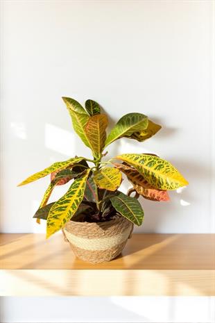 İthal Kraton (Croton Petra) Bitkisi