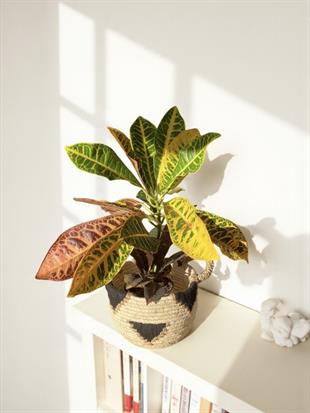 İthal Kraton (Croton Petra) Bitkisi