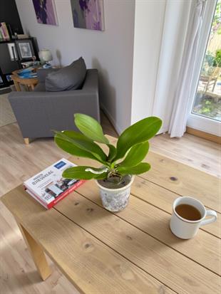 İthal Orkide Fidesi Çiçeksiz Büyük Boy Çift Dal