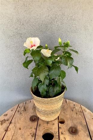 İthal Katmerli Japon Gülü (Hibiscus Beyaz) Çiçeği XL