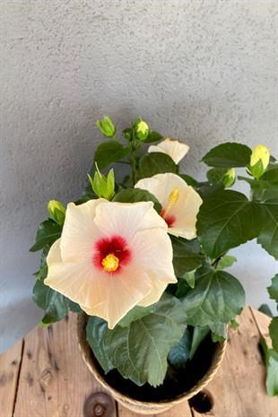 İthal Katmerli Japon Gülü (Hibiscus Beyaz) Çiçeği XL