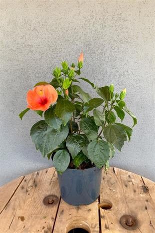 İthal Katmerli Japon Gülü (Hibiscus Turuncu) Çiçeği XL