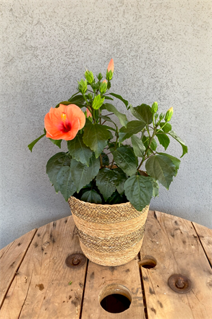 Japon Gülü (Hibiscus Kırmızı) Çiçeği XL