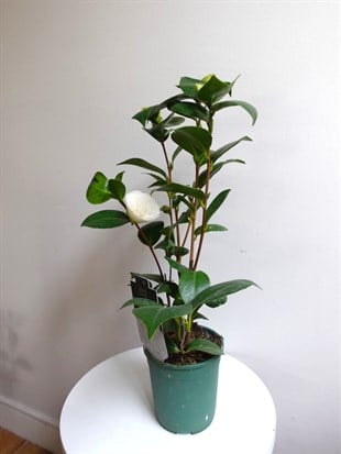 İthal Beyaz Japon Kamelyası (Camellia japonica) – Galiçyanın Saf ve Zarif Kış Güzeli (50 cm) 🤍