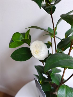 İthal Beyaz Japon Kamelyası (Camellia japonica) – Galiçyanın Saf ve Zarif Kış Güzeli (50 cm) 🤍