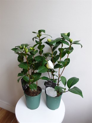 İthal Beyaz Japon Kamelyası (Camellia japonica) – Galiçyanın Saf ve Zarif Kış Güzeli (50 cm) 🤍