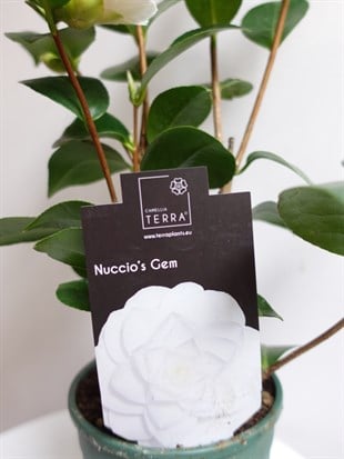 İthal Beyaz Japon Kamelyası (Camellia japonica) – Galiçyanın Saf ve Zarif Kış Güzeli (50 cm) 🤍