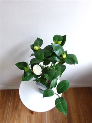 İthal Beyaz Japon Kamelyası (Camellia japonica) – Galiçyanın Saf ve Zarif Kış Güzeli (50 cm) 🤍