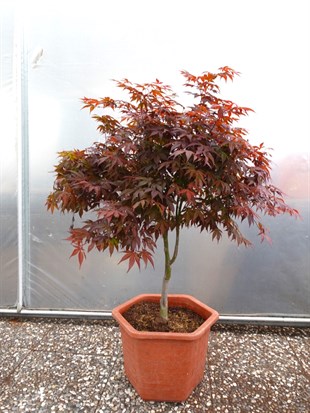 Japon Ters Kırmızı Akçaağaç Bonsai (Acer Palmatum)
